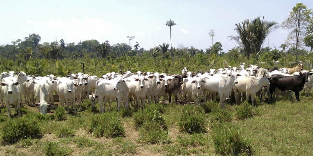 Ibama apreende 1,3 mil cabeças de gado